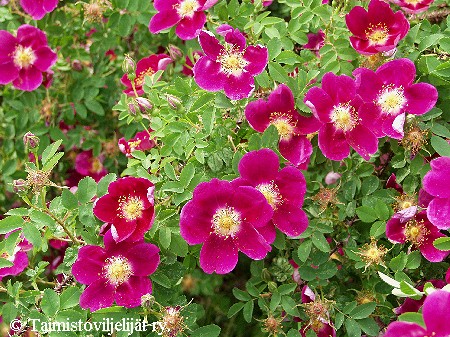 Rosa Pimpinellifolia-Ryhm 'Red Nelly'